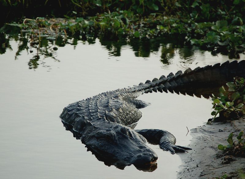 Image of a large alligator partially submerged in water on a bank in paynes prairie preserve state park.