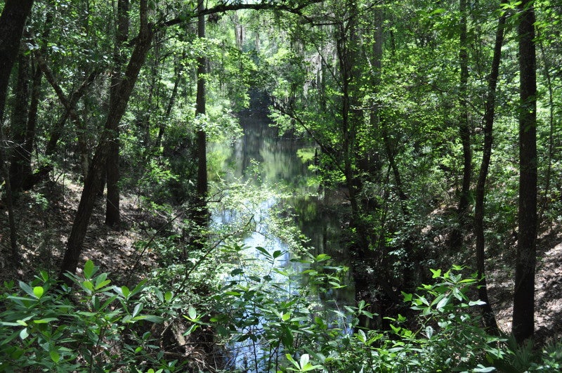 Multiple trees with green leaves extend over a river