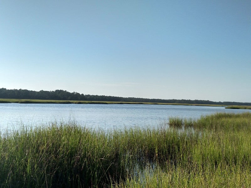 a creek with banks covered by long green grasses