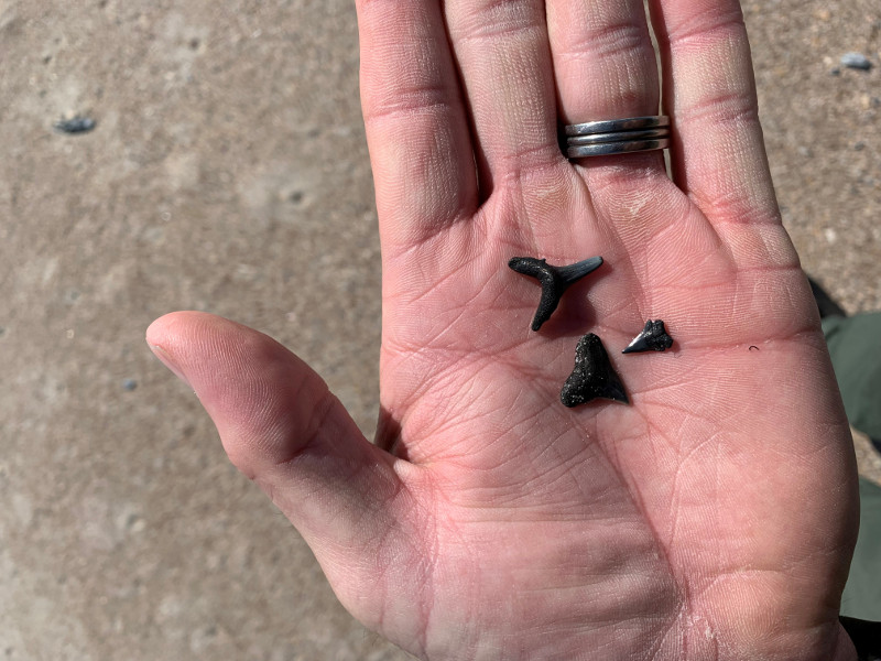 a hand holds three small black shark teeth above the sand.