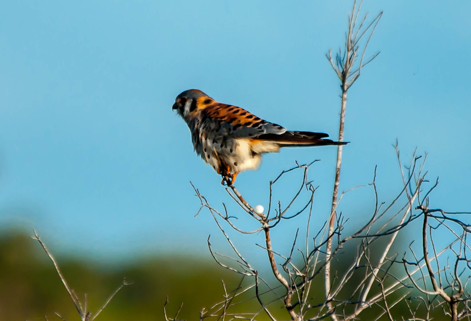 Kestrel perches on a branch. 