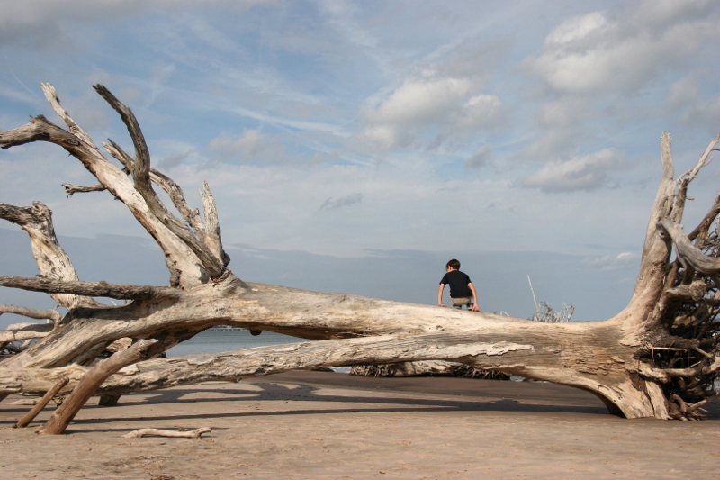 a small child perches on top of a fallen dead tree on a sandy beach