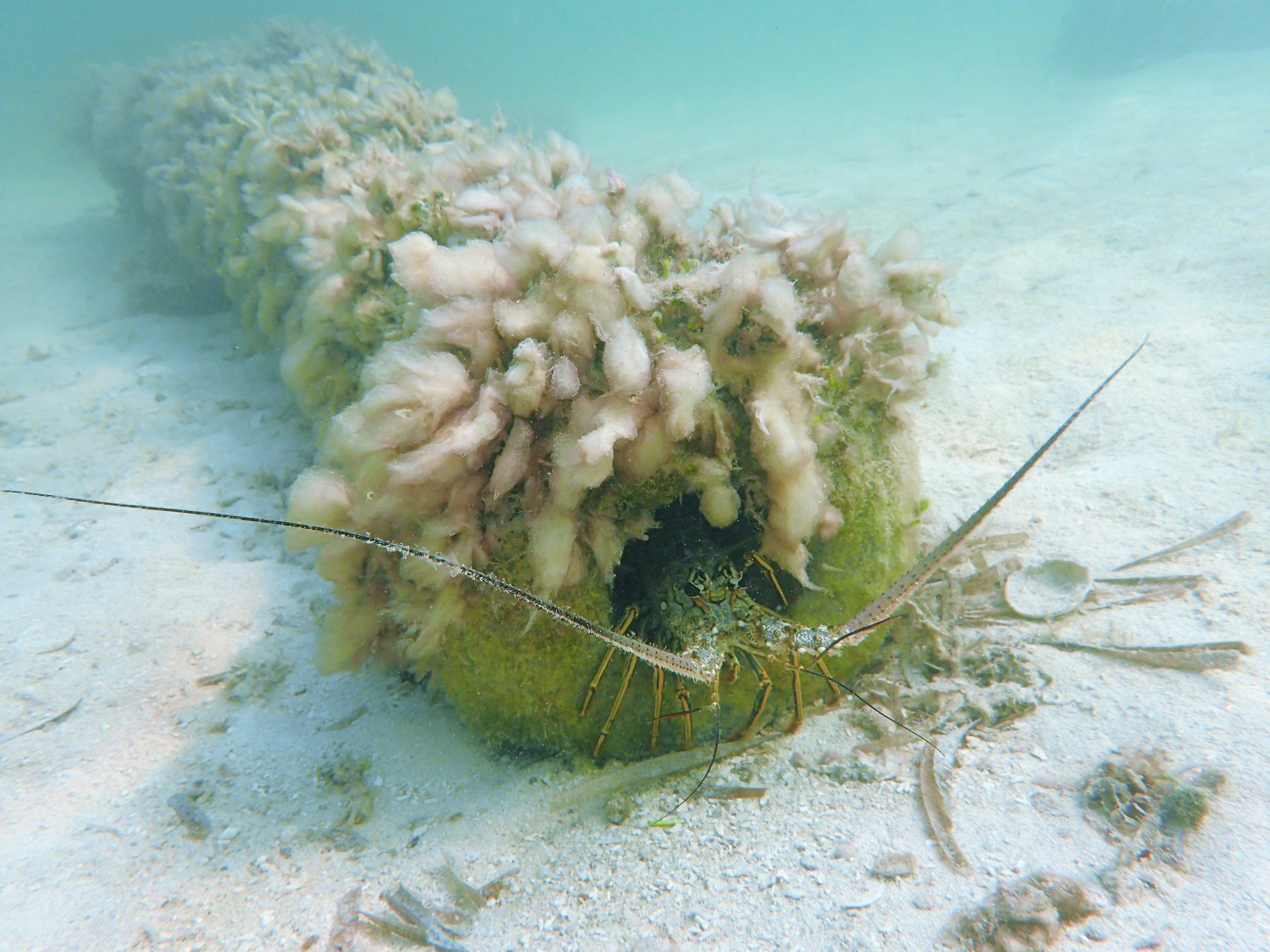 a lobster sits in the end of a cannon from the San Pedro shipwreck