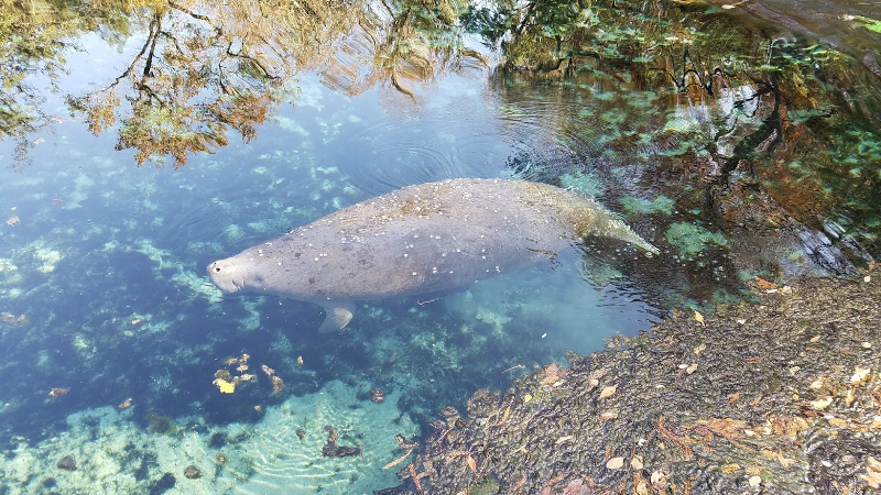 a manatee swims just below the surface of blue water