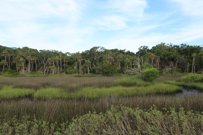 a green marshy area with trees