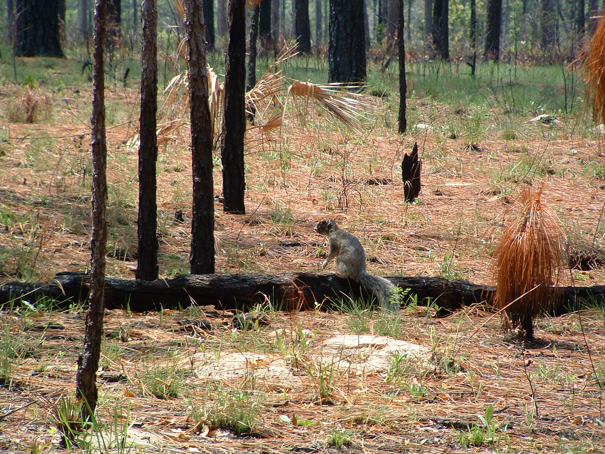 A view of a Sherman's fox squirrell