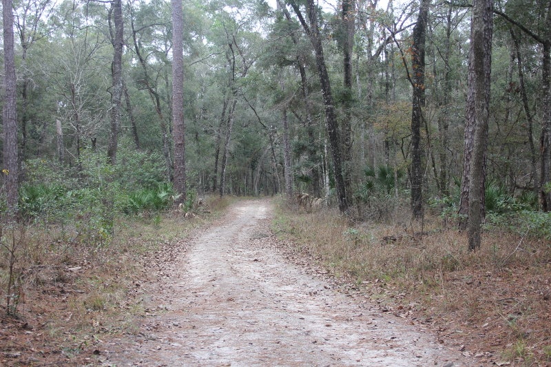 image of a mixed hammock on a north end trail at manatee springs state park.