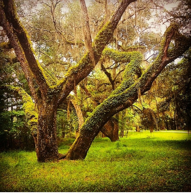 a large oak tree covered in ferns and spanish moss