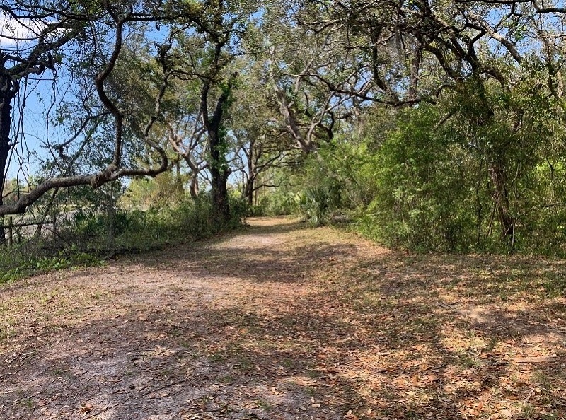 open area ringed with oak trees leading to a dirt path