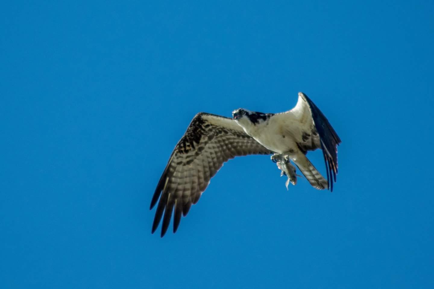 An osprey flies through a blue sky with a fish in it's talons