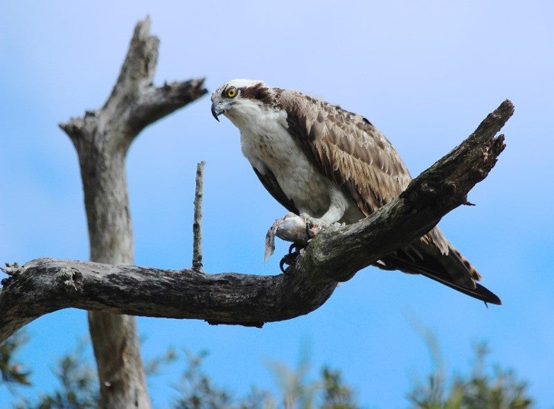 a large white and brown bird sits on a tree branch