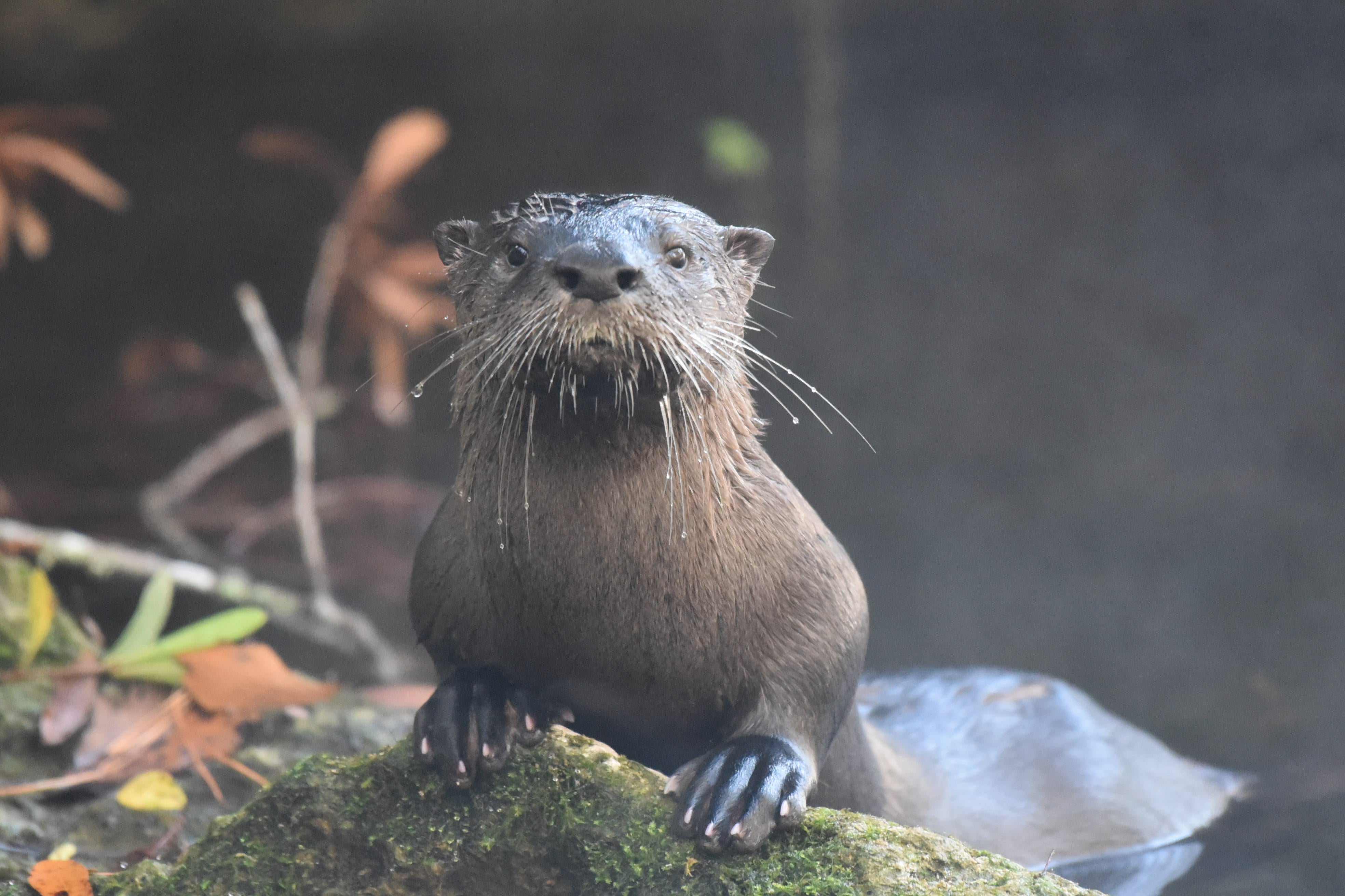 River otter