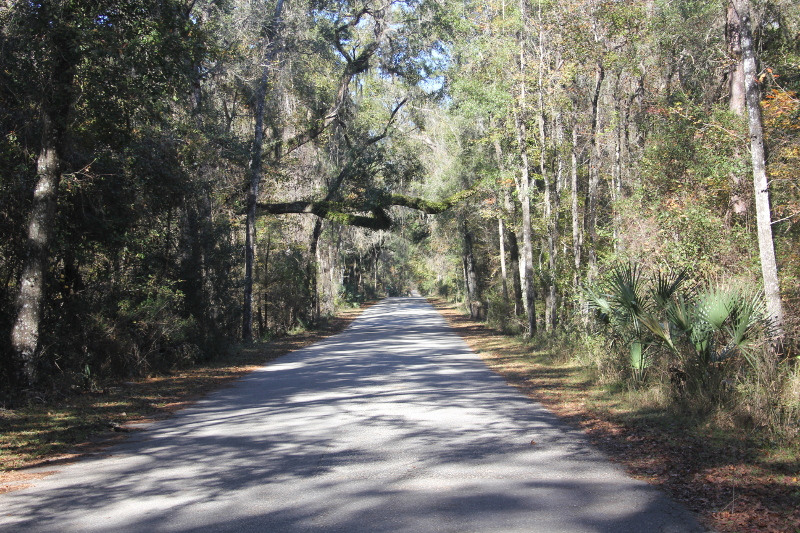 Image of the main park drive into paynes prairie preserve state park.