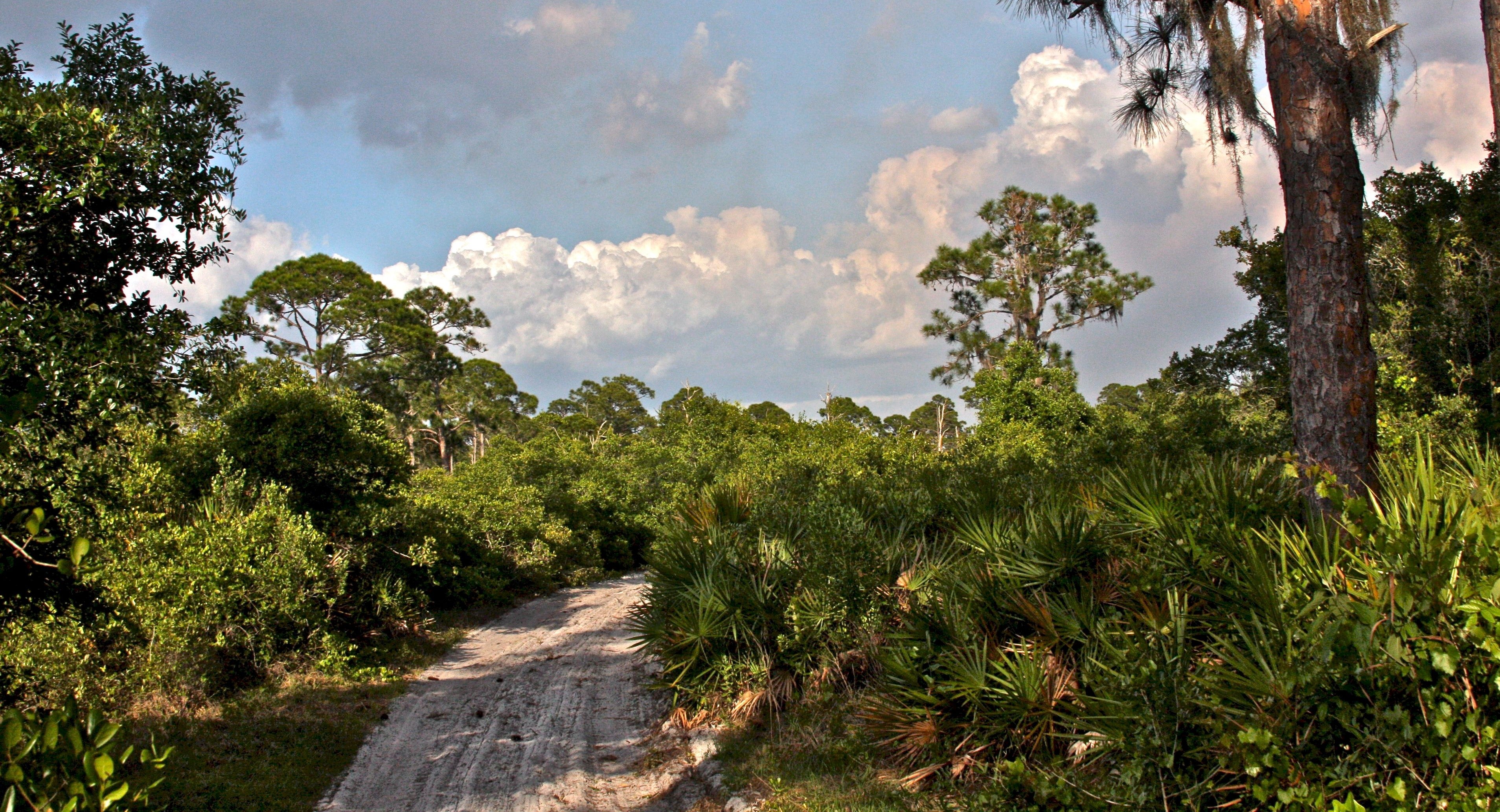 A view of a scrubby flatwood environment.