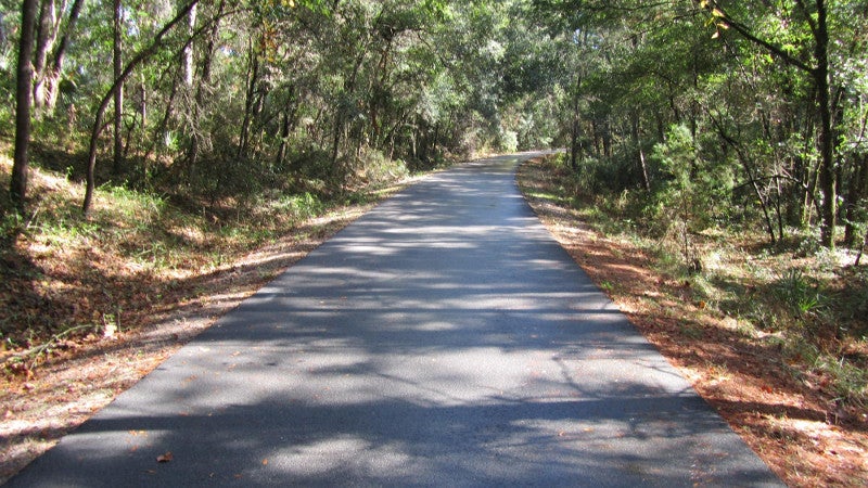 a paved path lined with dead leaves under trees