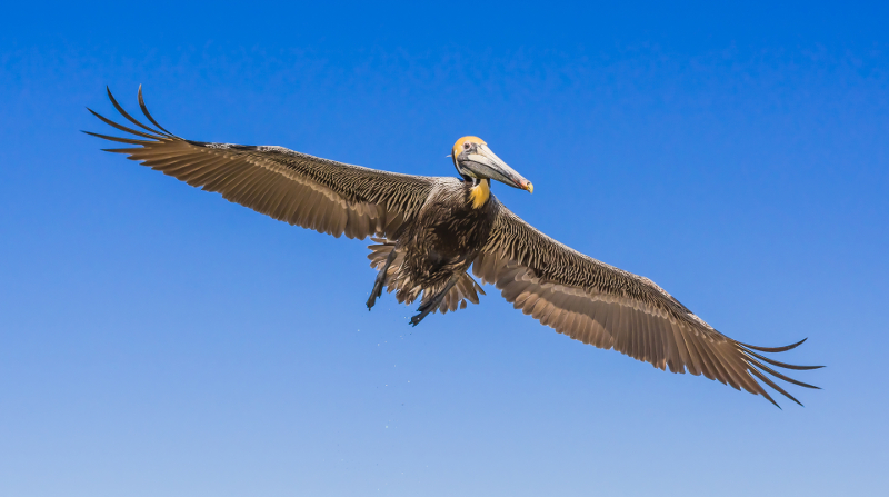a pelican flies against a blue sky
