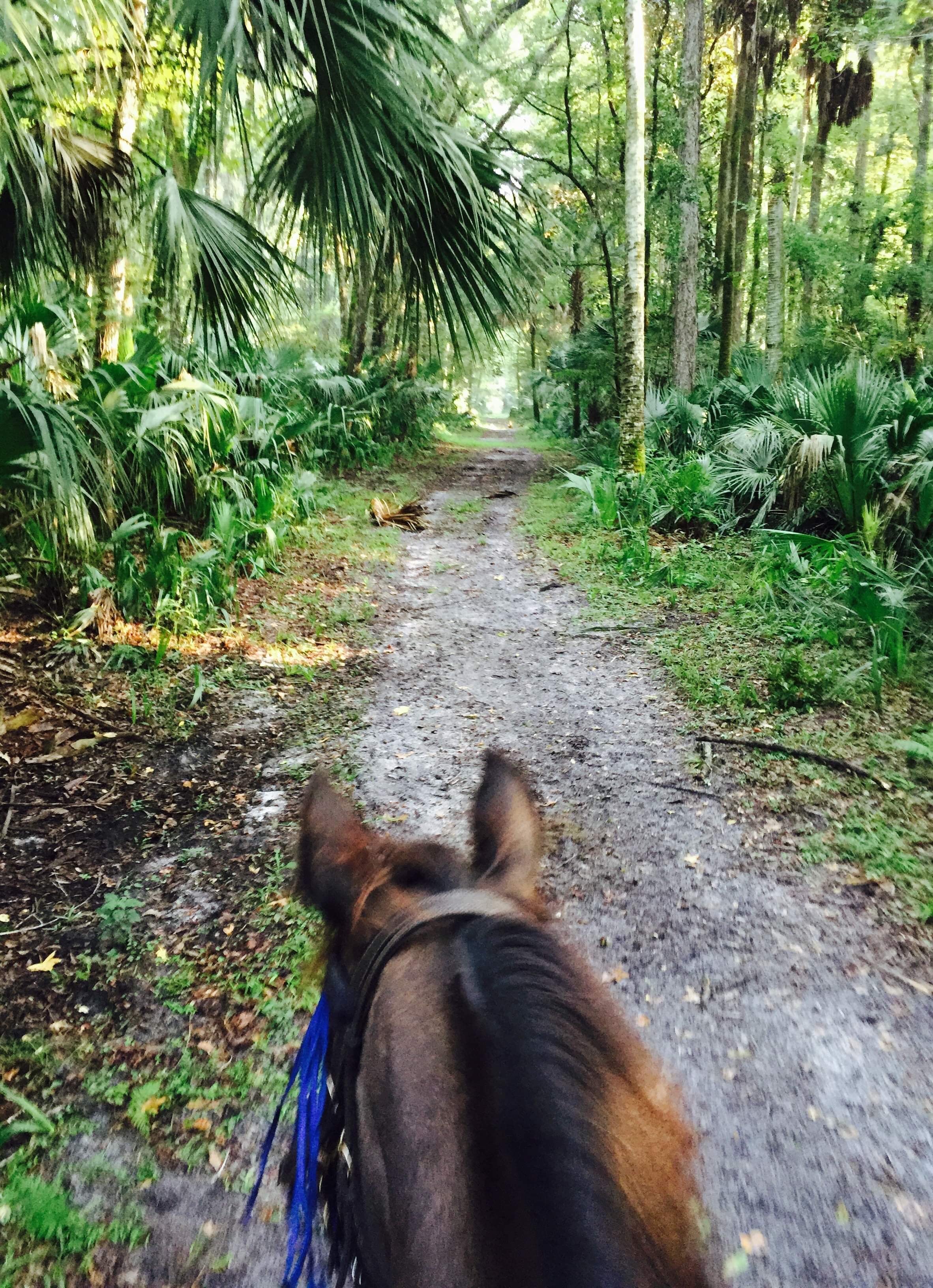 Horseback Riding at Lower Wekiva