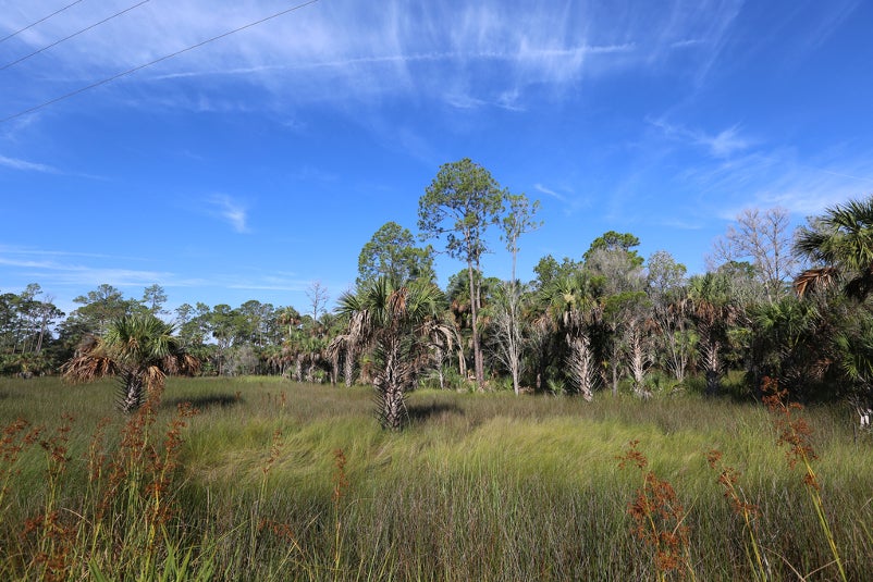 Image of pine flatwoods habitat at crystal river preserve state park.