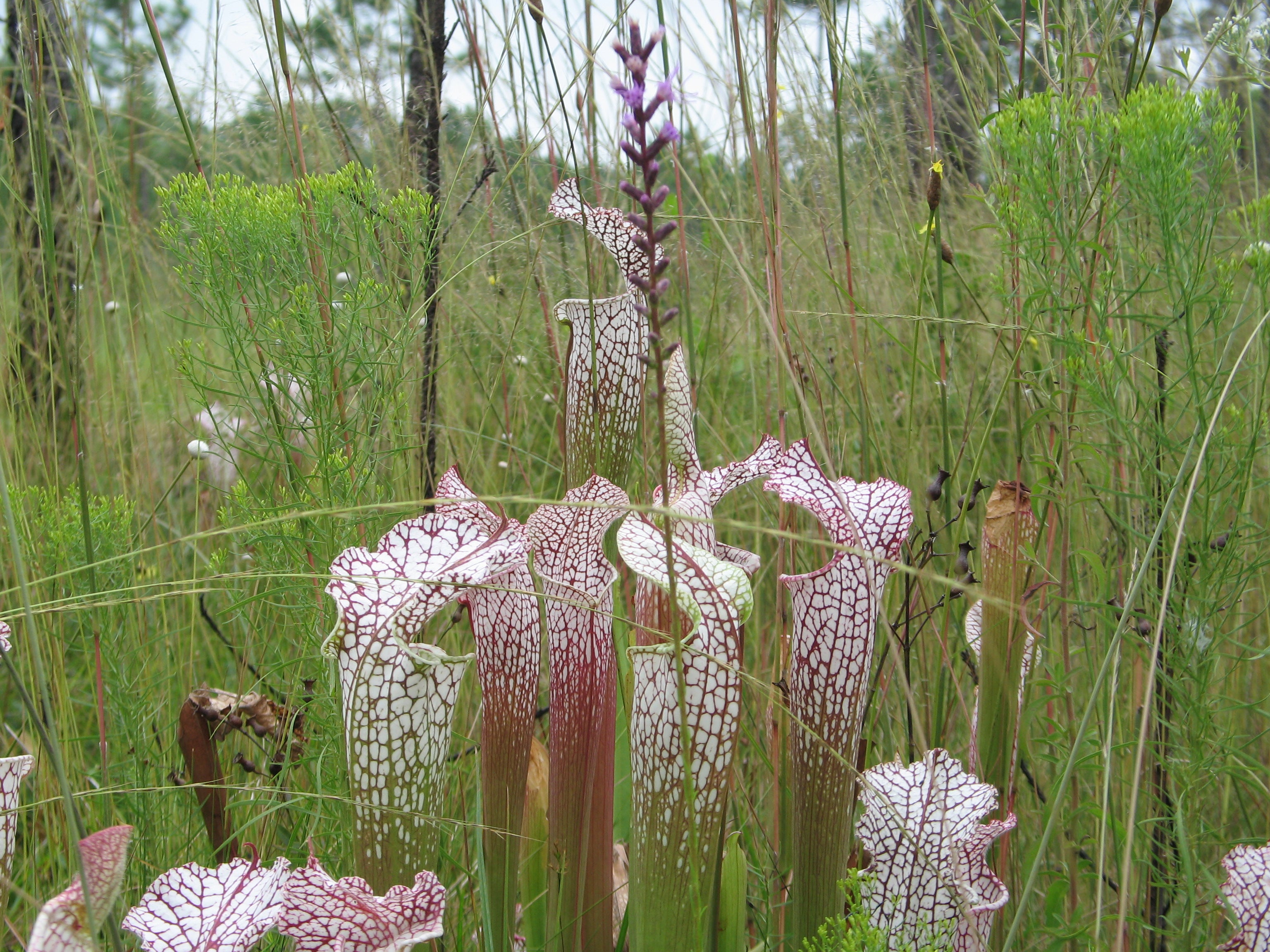 Close up of white top pitcher plants. 