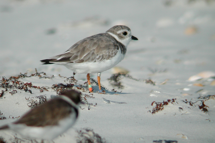A piping plover is seen standing on the sand with colored leg bands.