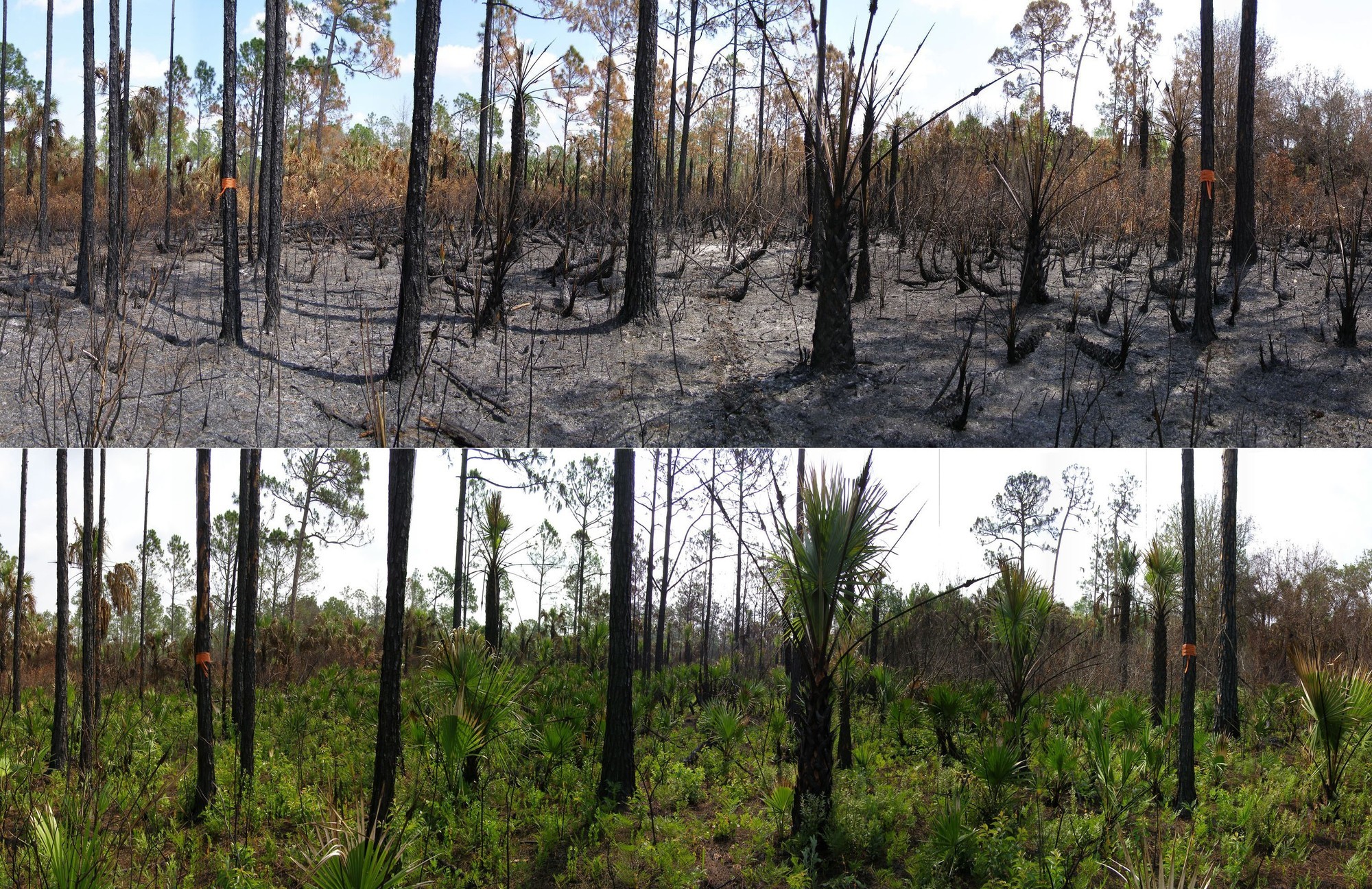 Comparative image showing shortly after fire and regrowth afterwards. Image courtesy Florida Panther National Wildlife Refuge.