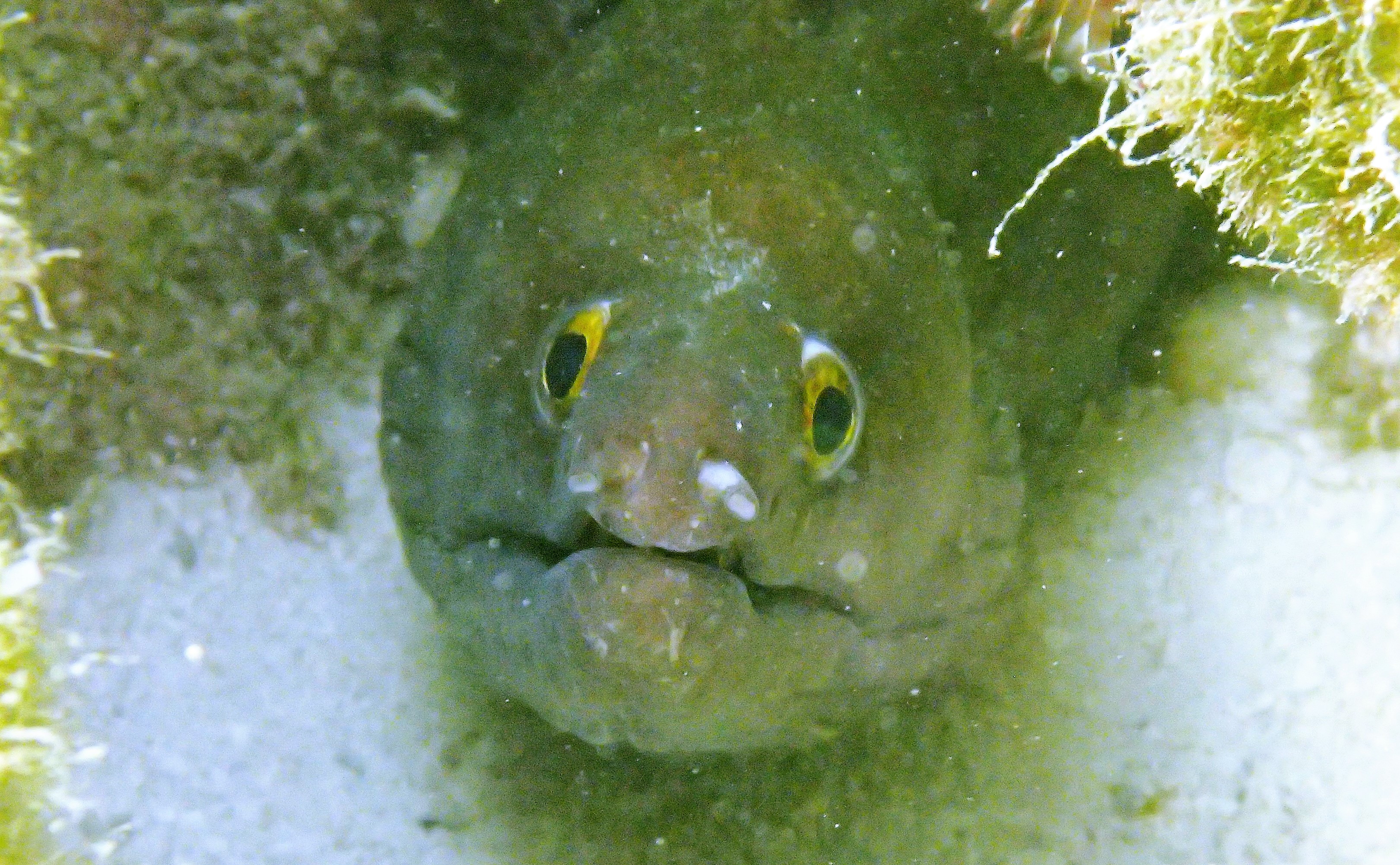 A purplemouth moray eel hides under a rock.