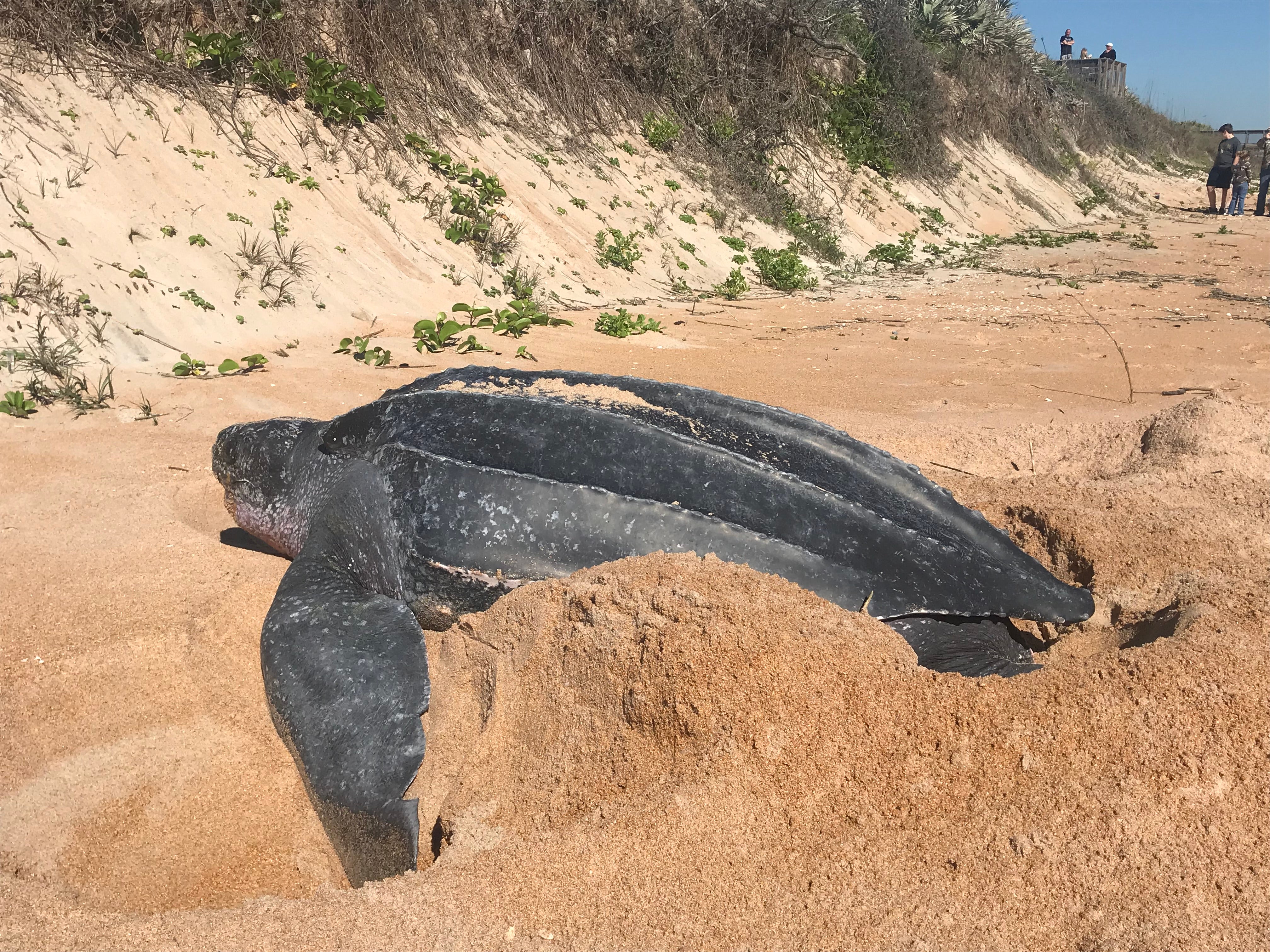 Turtle Season is Here | Florida State Parks