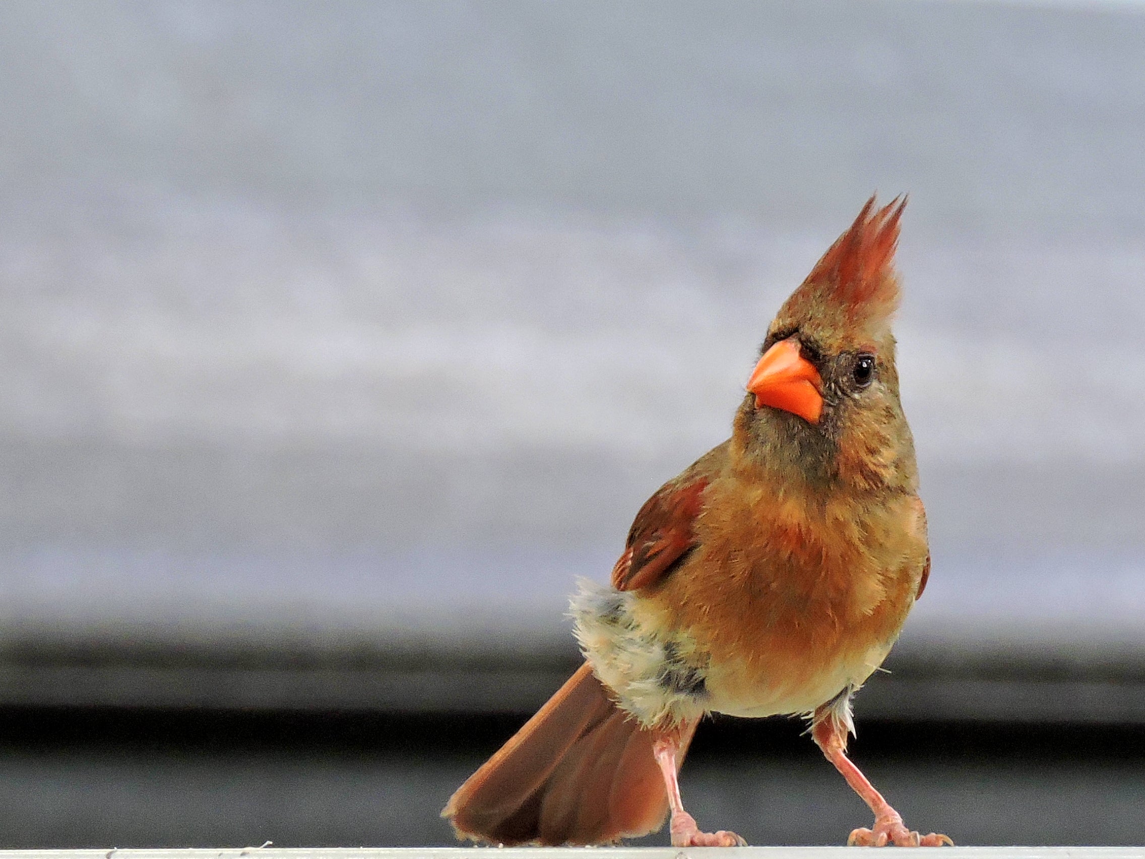 Bird Watching Blackwater Heritage | Florida State