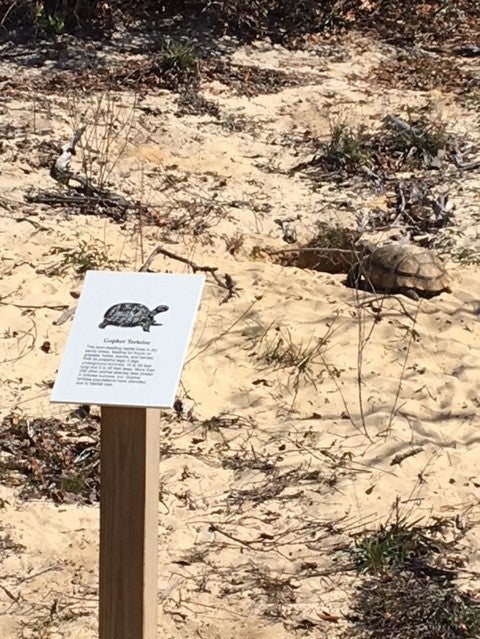 Gopher Tortoise