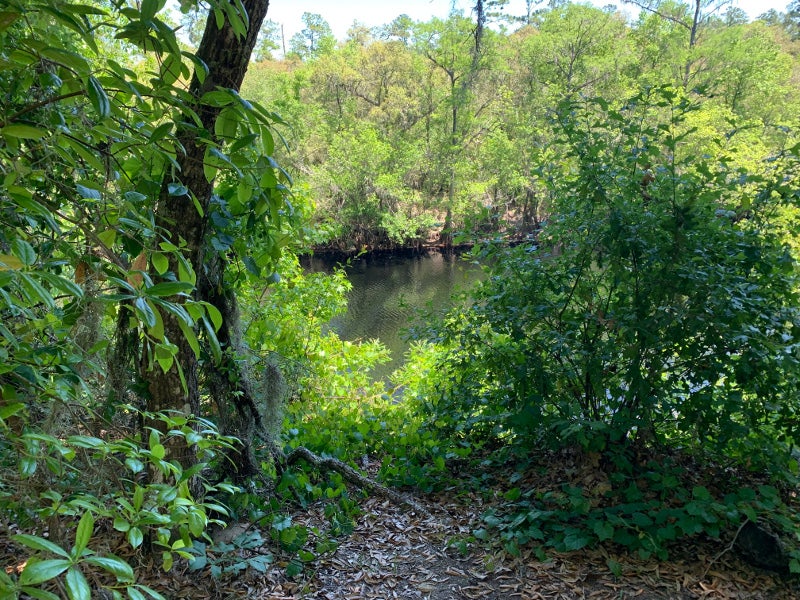 green trees line the banks of a river