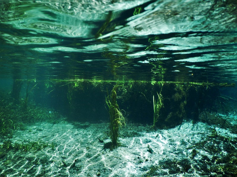 Grass is seen growing out of the sandy bottom of the spring.