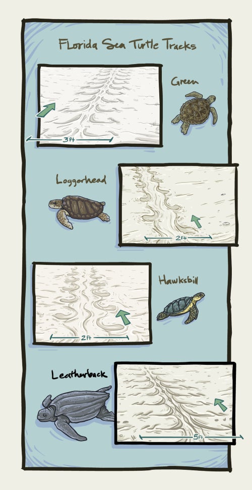 A graphic showing different kinds of sea turtle tracks.