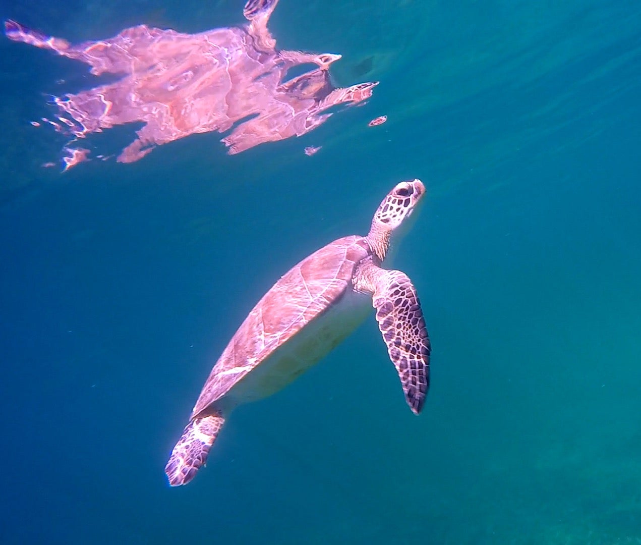 Sea turtle swims through emerald green water. 