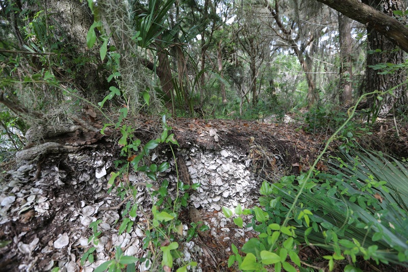 small hill made of shells and plants