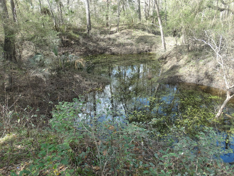 A large sinkhole filled with water in the middle of the woods