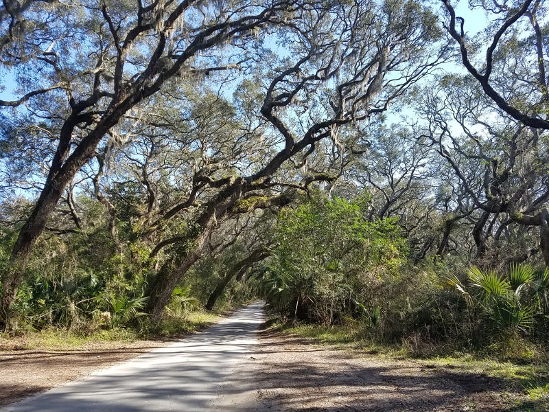 a path lines with slanted twisty oak branches