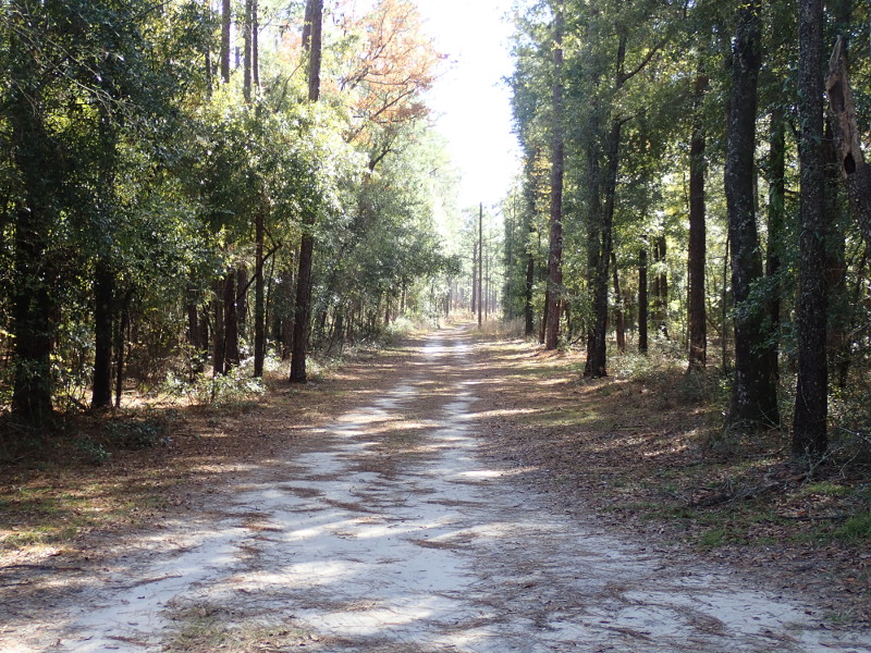 Image of the Stagecoach Road lined with hardwood trees at Suwannee River State Park.