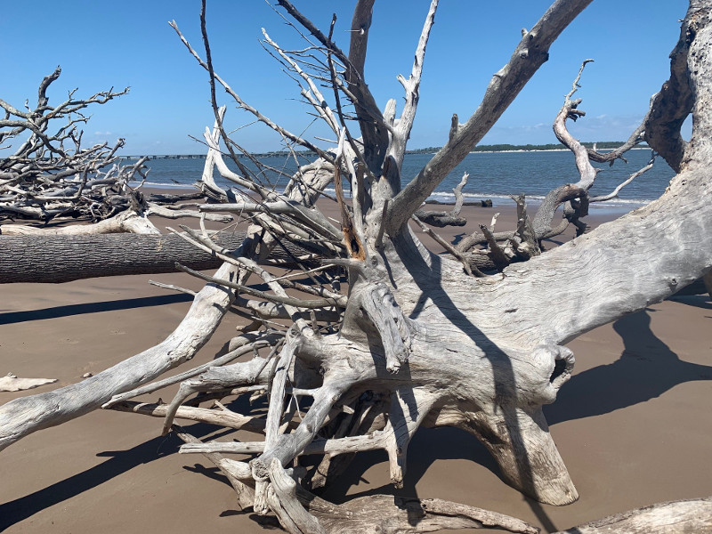 roots stick out of a dead tree in different directions on a beach