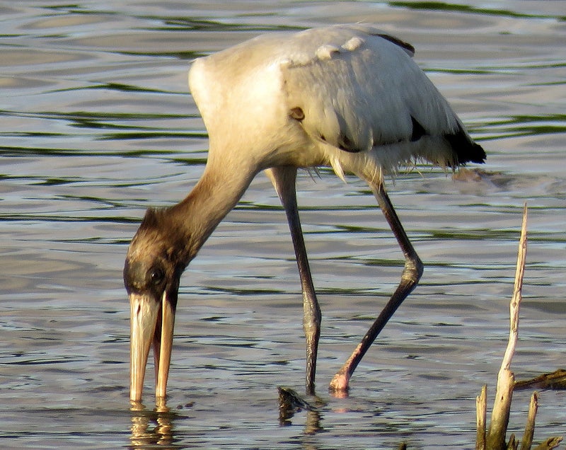 a large bird wades through water with it's beak beneath the surface