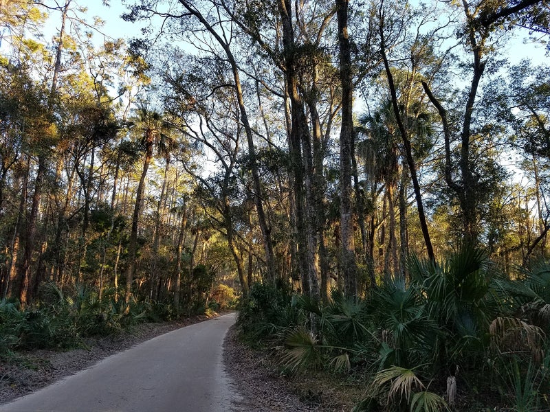 a dirt path bends through a hammock