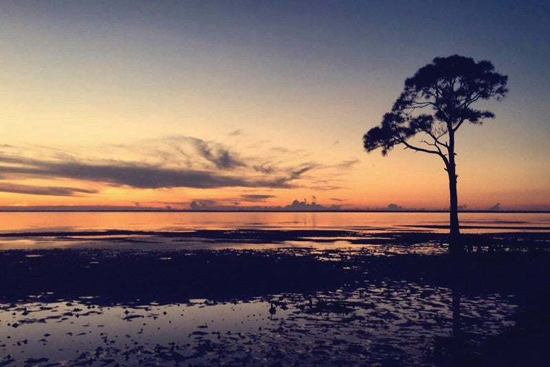 a single tree is outline against a setting sun