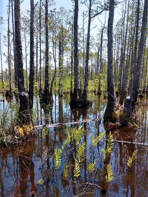 a submerged area with trees and ferns