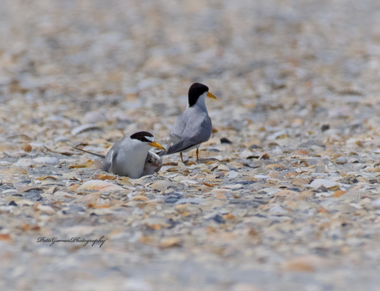 A breeding pair of least terns lie on a beach covered with seashells, one with a chick sheltering under it's wing.
