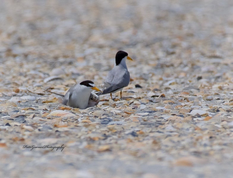 A breeding pair of least terns lie on a beach covered with seashells, one with a chick sheltering under it's wing.