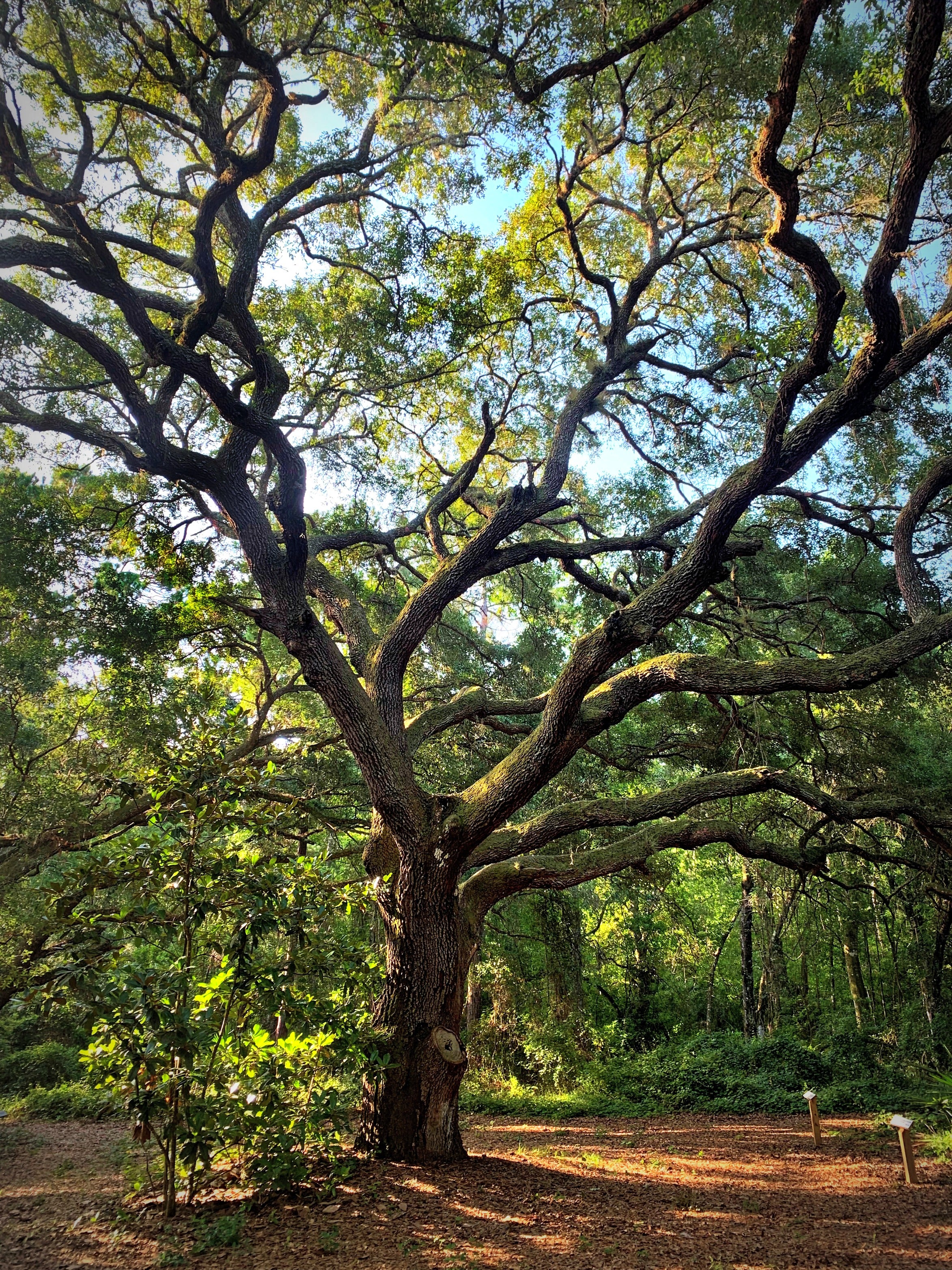 Thinking Tree Lake Griffin