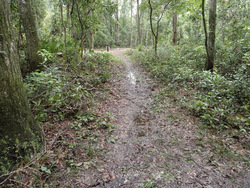 a trail slopes upwards in a green leafy forest