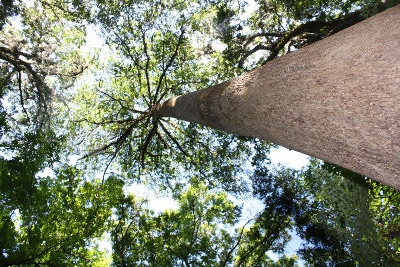 Image looking up at the spreading branches of an oak tree at Suwannee River State Park.