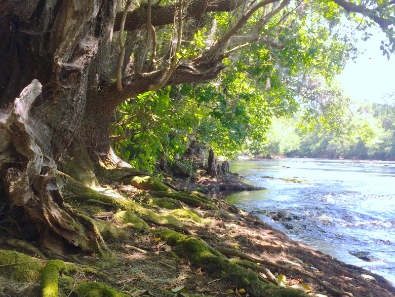 a twisted old tree with exposed roots sits on the river bank