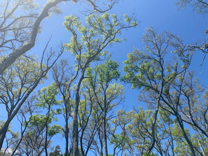 view from below looking up at the trees of the maritime hammock