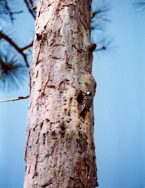 Red-cockaded woodpecker at cavity with resin around the cavity 